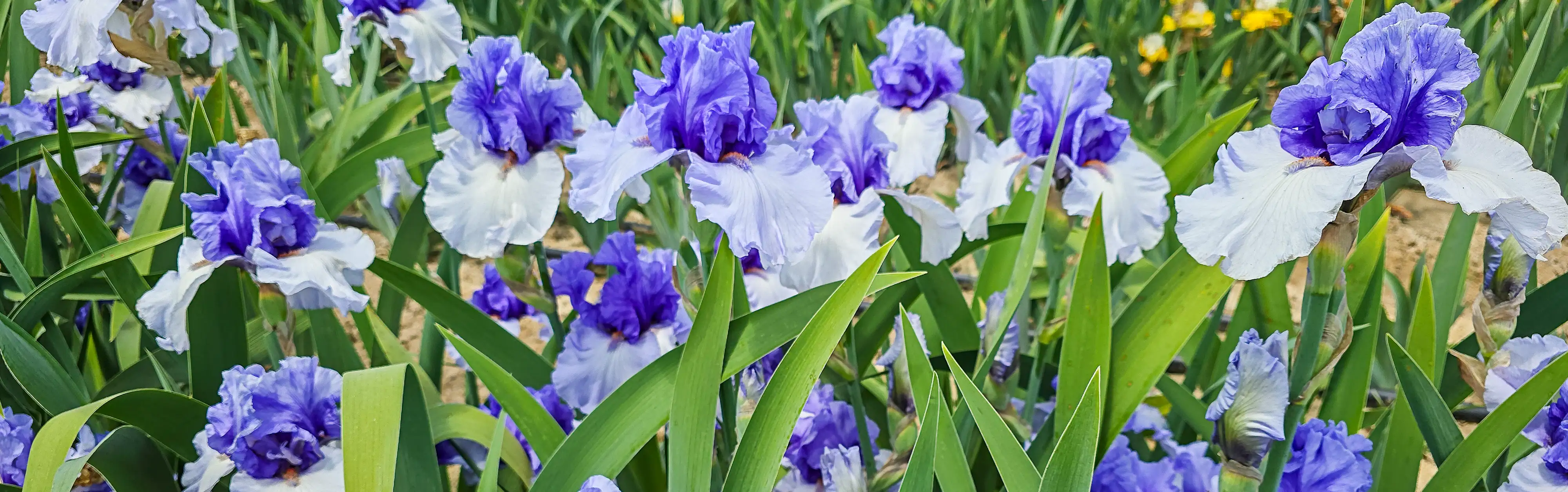 Cultivate Your Dream Garden Today