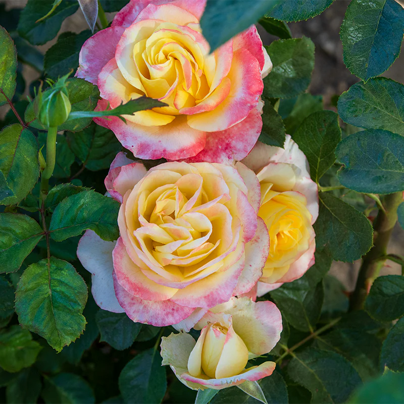 Thumb 4